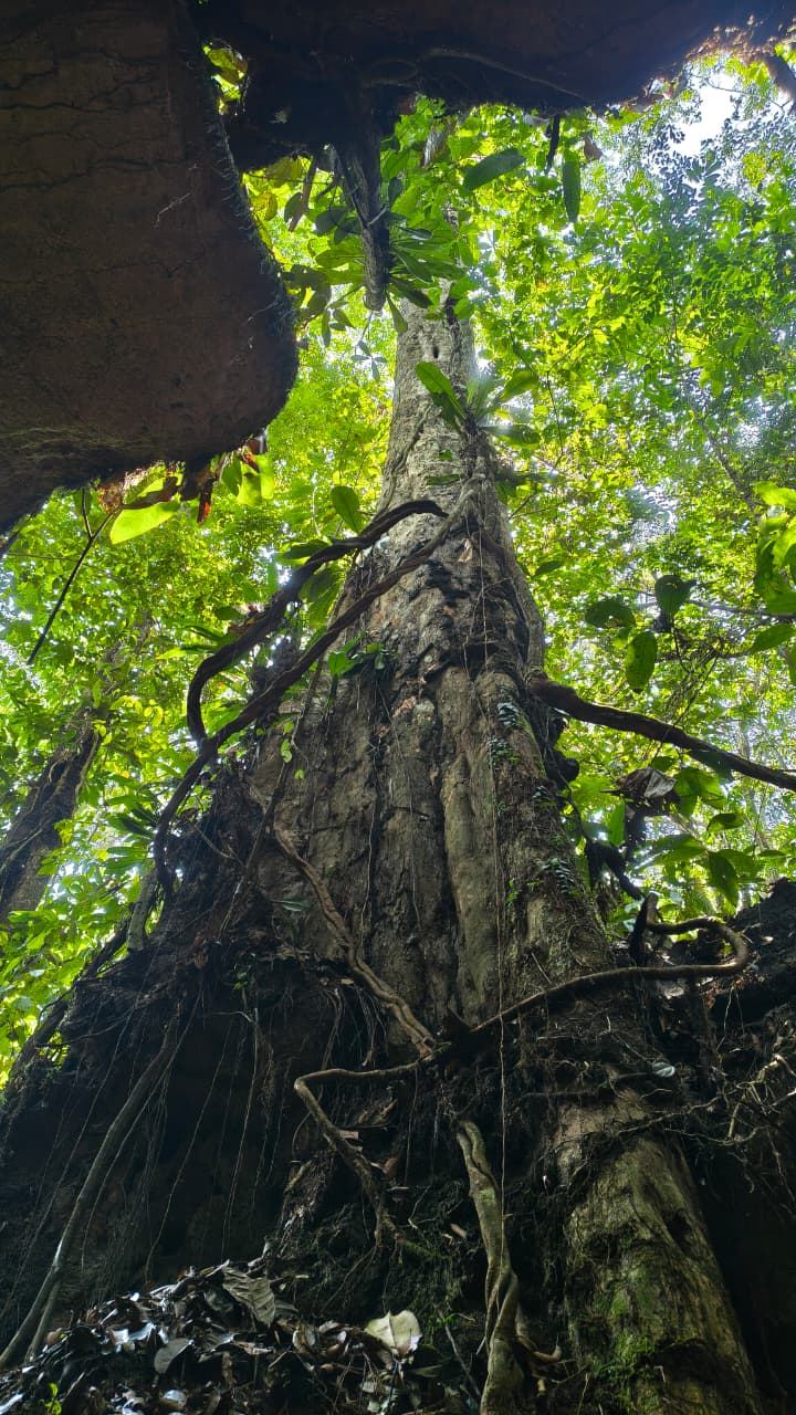 Tronco de uma árvore centenária visto de baixo