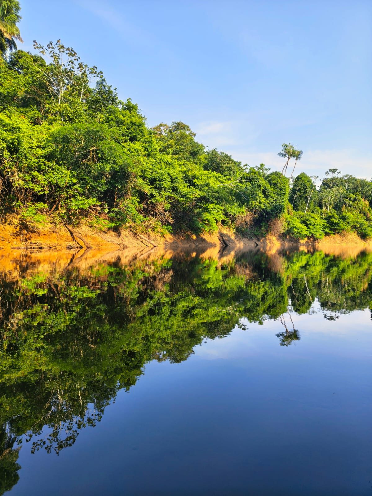 Mata da margem refletida no Rio Negro sob céu azul