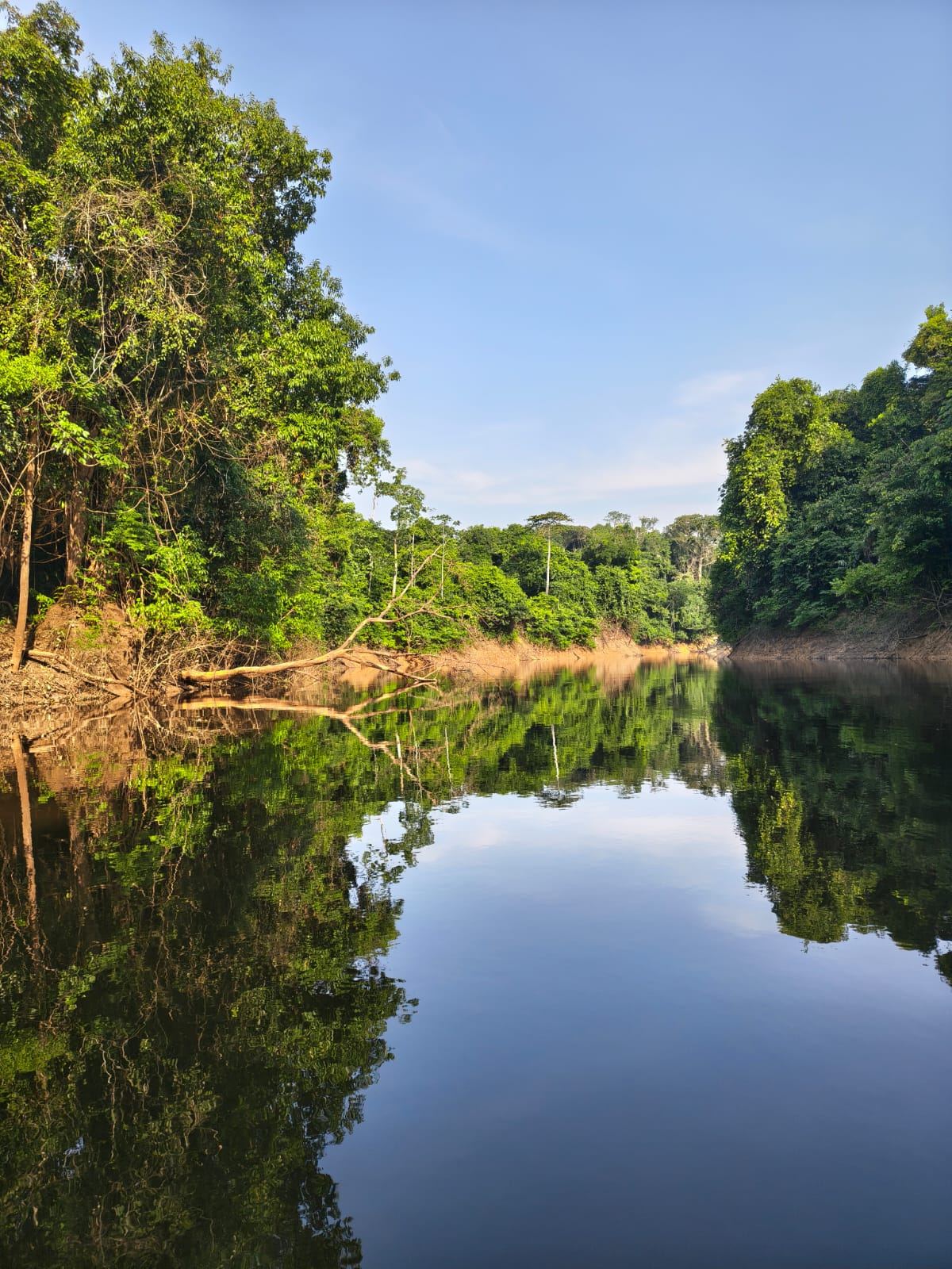 Mata refletida nas águas calmas de um paraná