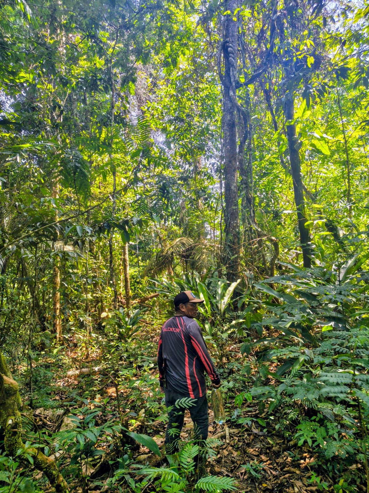 Val caminhando em trilha na floresta de terra firme